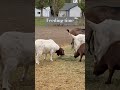 Feeding time for the goats #music #coversong #singing #travelvlog