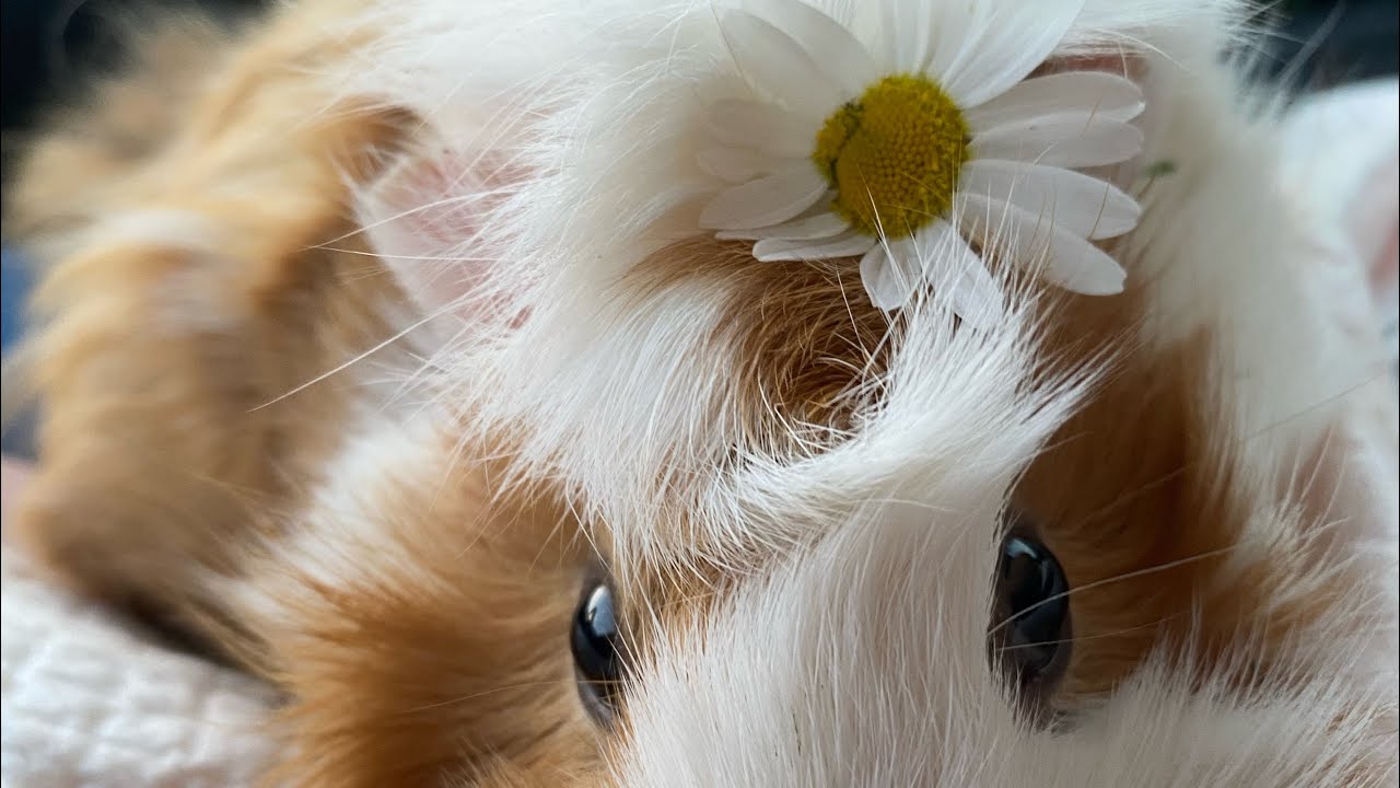 сатиновая морская свинка. морская свинка сатиновая гладкошерстная. питомник леда морские свинки. морская свинка куи. розетчатая морская свинка.