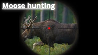 Älgjakt 2023 - Ultimate Moose Hunting Adventure: Tracking the Majestic Giants of the Wilderness!
