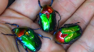 Incredible Shiny Beetles: I raised Turkish Flower Beetles (Protaetia speciosa jousselini)