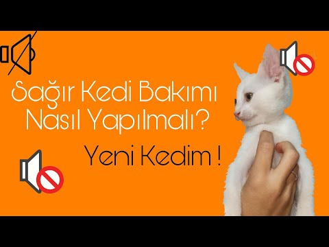 Video: Kedilerde Sağırlık Tedavileri