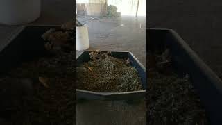 Oregon OLCC Licensee can&#39;t pass inspection so prop mgr asked to destroy over a fifty lbs of Cannabis