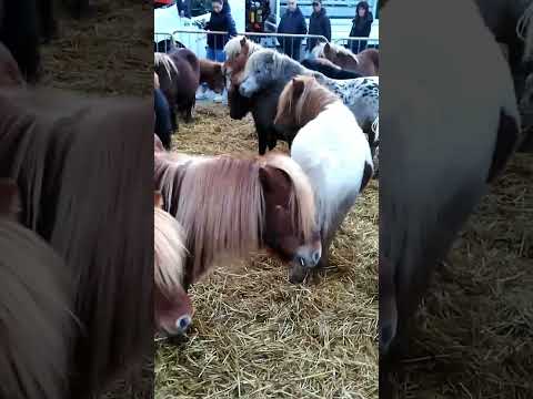 Mini Pony 