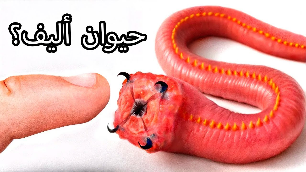 حصلت على دودة دم (نعم، حقًا)