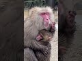 風が強くてもママの抱っこは温かいでしゅ🐒✨ #ニホンザル #淡路島モンキーセンター #babymonkey #赤ちゃん