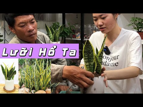 Hướng Dẫn Trồng Và Chăm Sóc Cây Lưỡi Hổ Ta Cùng Bạn Thúy Vũ | CÂY CẢNH CHỢ HÀNG | Đoạn Đằng Phong