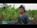 La caída del precio del mate ahoga a los productores argentinos