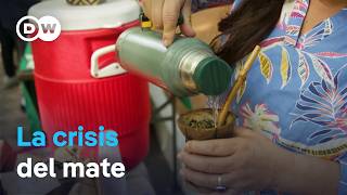 La caída del precio del mate ahoga a los productores argentinos