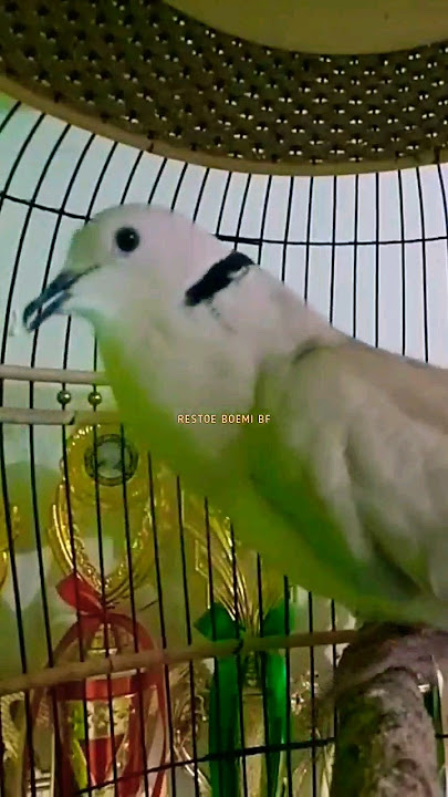 Puter Pelung Istimewah Suara Super Panjang Kuwok ‼️