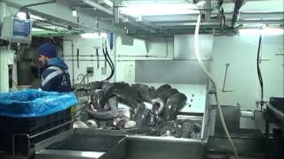 Glacier 51 Toothfish - The Story