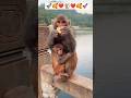 monkey mango nashta, 🐒🥭 #funnymonkey #monkeylife #cuteanimals #monkeybusiness  #nature #monkeylove 🐒