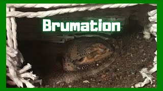 Brumation In Reptiles - What, When And How To Brumate a Reptile Safetly And Effectively