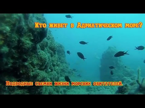 Кто живет в Адриатическом море? Подводные съемки жизни морских обитателей.