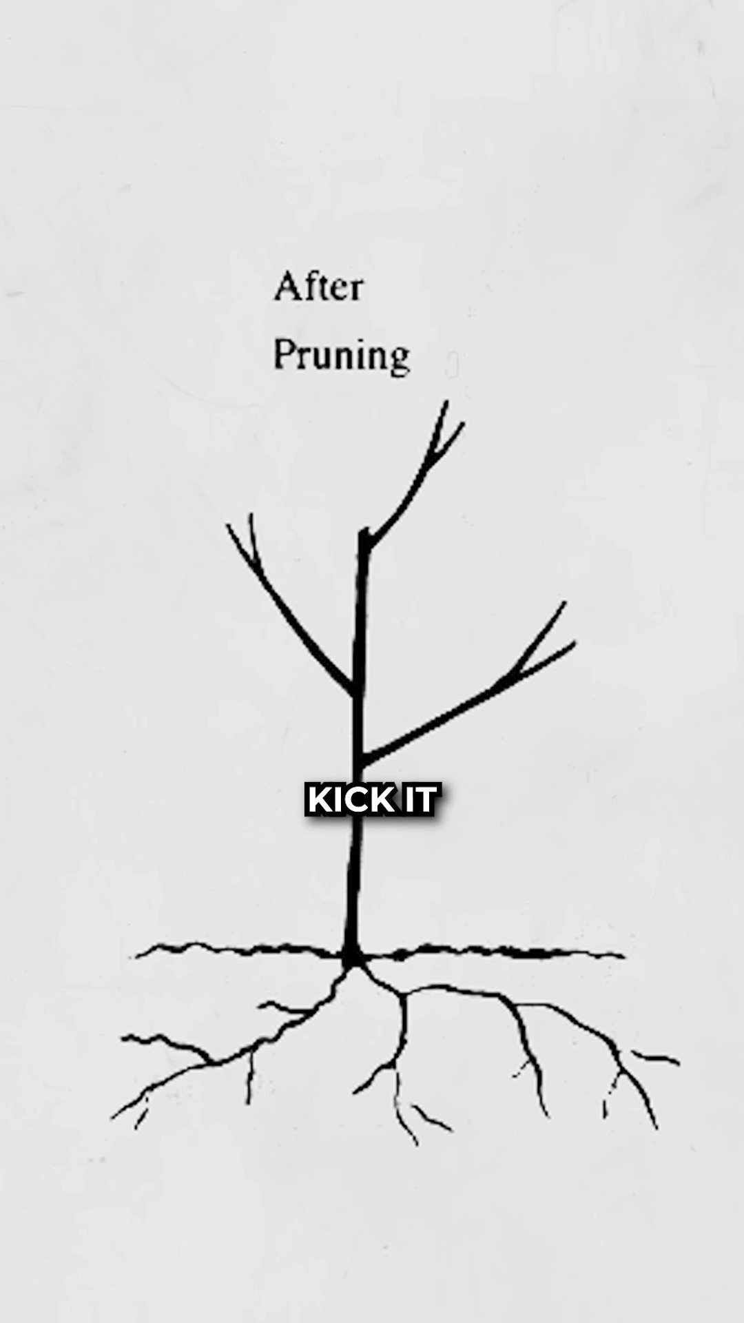 Prune Fruit Trees Heavily to Grow the Root System! #gardening #permaculture