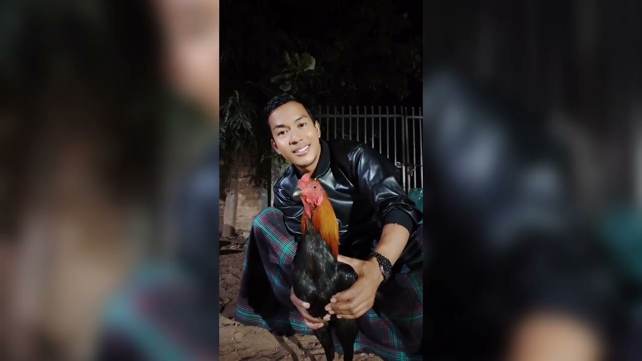 တိုက်ကြက်တွေရဲ့သဘာဝ