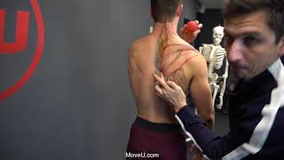 Mobilizing the Scapula by Releasing the Levator Scapula & Pec Minor -MoveU