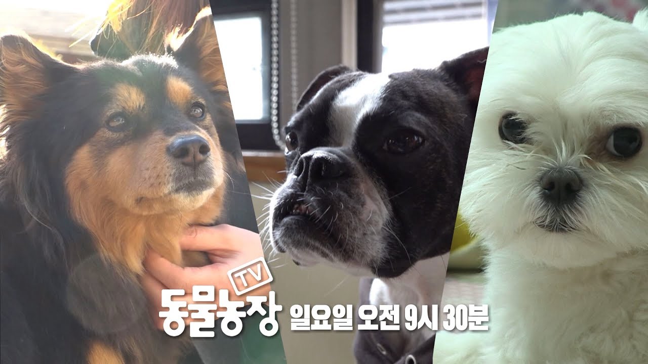 sbs tv동물농장x애니멀봐 中字 좋은 개, 나쁜 개, 이상한 개