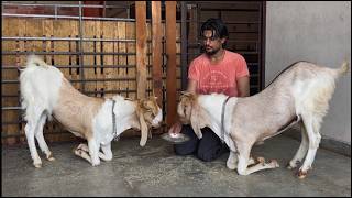 Mashallah quality the end buldozer goat starting 15500