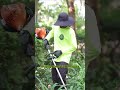 ¿Tu grama no luce como esperas?