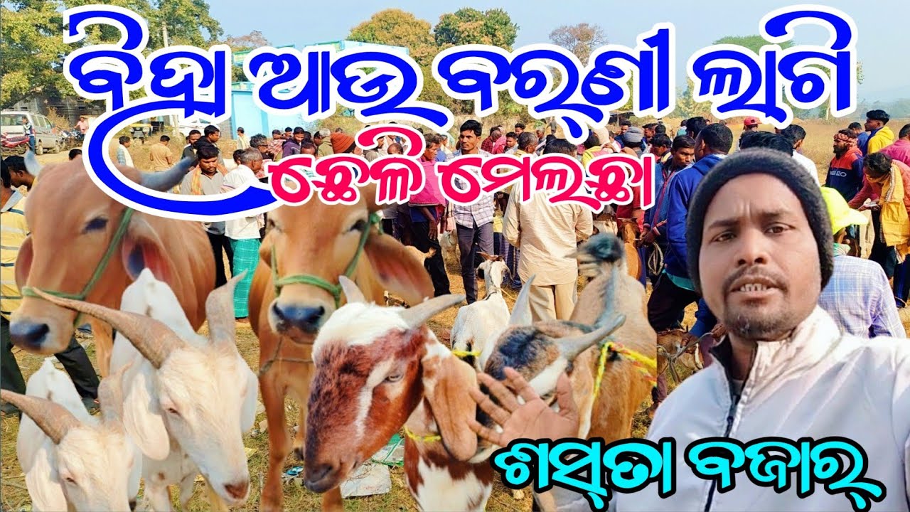 ବିହା ଆଉ ବର୍ଣି  ଲାଗି ଛେଳି | ଗରଗାବ ବଜାର  |  ଛେଳି ବଜାର୍ ଗରଗାବ@Bazarvloger 