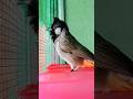 💎Bird Singing🥰 #นกกรงหัวจุก#chàomàohót #คนรักนกแดนสะตอ