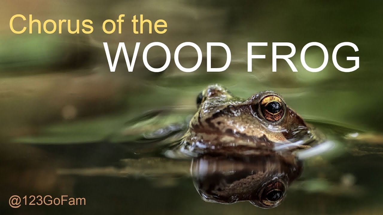 Chorus of the Wood Frog YouTube