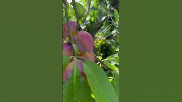 #plum #plums #pickyourown #garson #freshfruits #shortvideo