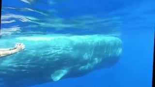 Sperm whale bachelor groups off Ischia Island by Oceanomare Delphis 4,303 views 9 years ago 7 minutes, 35 seconds