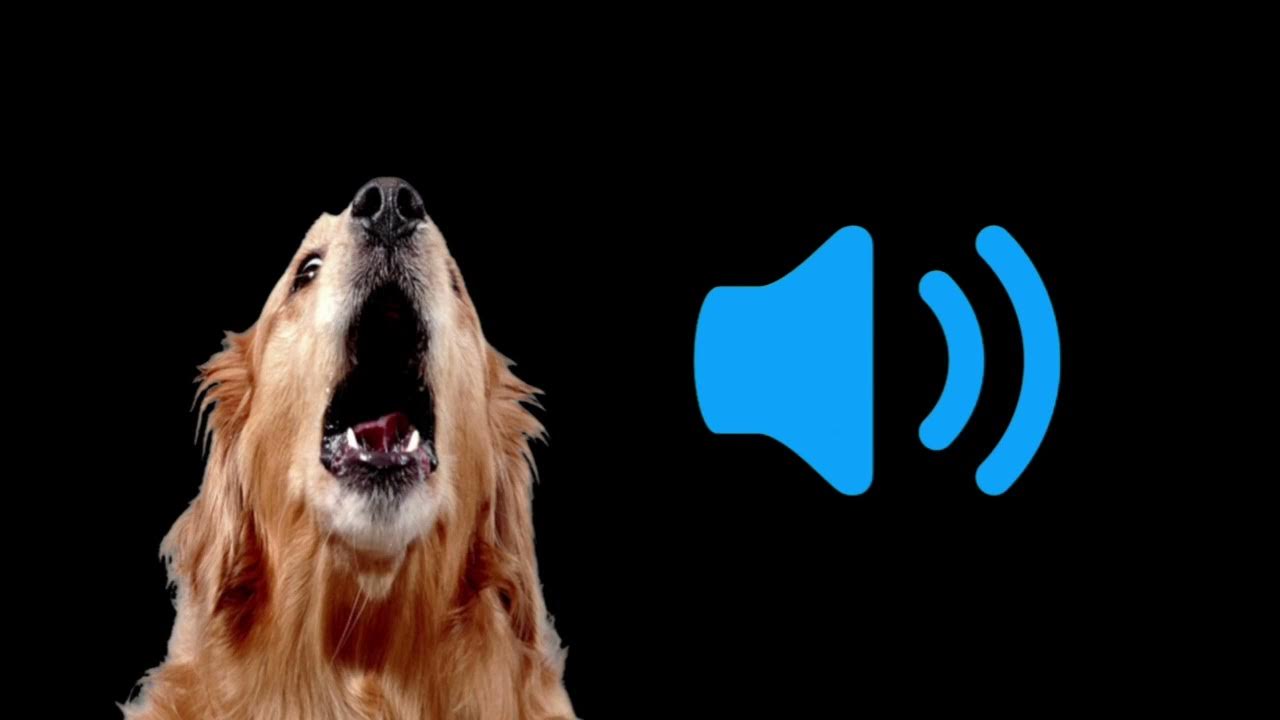 Dog Barking Sound Effects HD Free Sound Pack YouTube dog-barking-sound-effects-hd-free-sound-pack-youtube