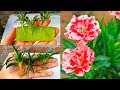 How to Grow and Repot Carnations From Cuttings | Carnation Plant Care