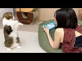 🐈ポケモンユナイトをしたいママVSかまってちゃんな猫w