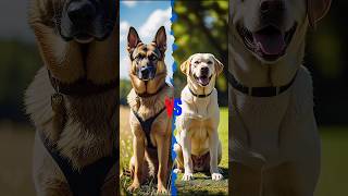 German Shepherd vs Labrador – Which Is Right for You? #pets #smartpaws #dogcoach