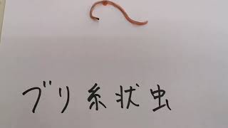 太平洋側の天然ブリには ほとんど寄生しているブリ糸状虫 養殖物にはほとんどないのですが 天然魚には多い寄生虫 Youtube