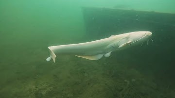 23. Freediving in Czech Republic: Bořená Hora, long-awaited encounter with a white catfish 2023