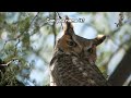 Can you name this animal? Ep04 🦅