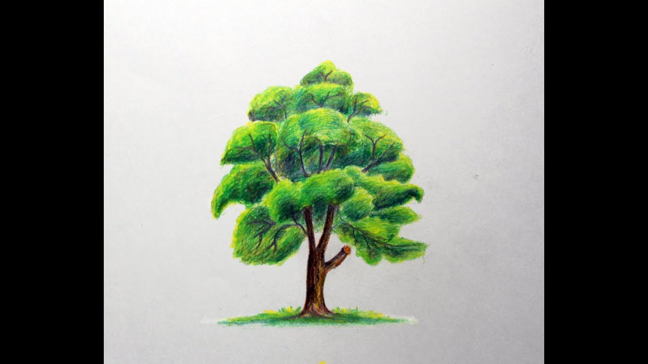 How to Draw a Tree with Colored Pencils - YouTube