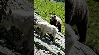 At last Mountain Goat 🐐 escape 👀 #ai