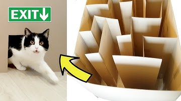 GIANT CAT MAZE!! Where