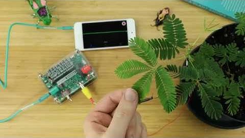 Behaviors and Electrophysiology of Sensitive Mimosa Plants