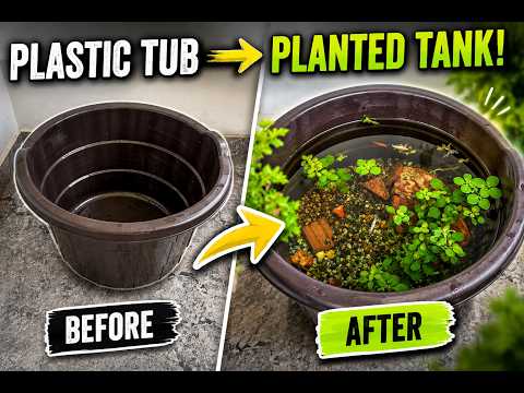 I Turned a ₹120 Plastic Tub into a Beautiful Planted Tank! 🌿🐟