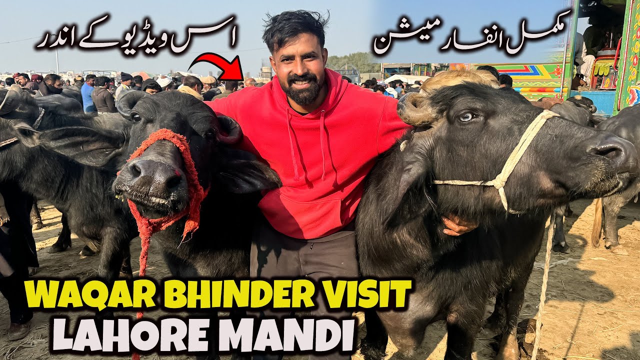 Waqar Bhinder Aj Lahore Mandi Gaya 😲 | 4 Buffalo or 1 Sanda ly k ay