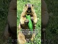 なぜマーモットはいつも立ったまま動かないのですか？