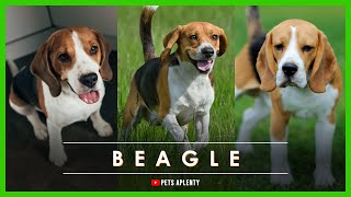 Unbelievable Facts About the Adorable Beagle You Don't Know! by Pets Aplenty 90 views 1 year ago 11 minutes, 53 seconds