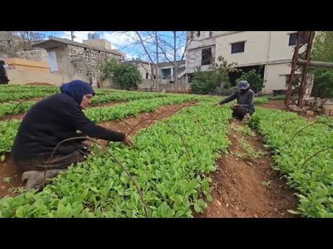 Видео: Как изменение климата влияет на продовольственную безопасность