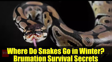 Where Do Snakes Go in Winter? Brumation Survival Secrets