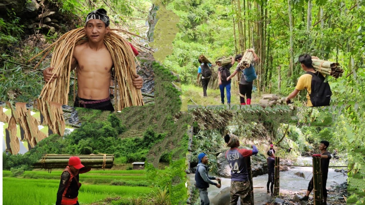 Dangerous way of cutting Bamboo|Village boypro 