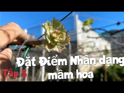 Video #5: Tầm Quan Trọng Không Ai Chia Sẻ Về Việc Bấm Cành... - youtube