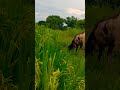 Sheep and Goat Farming #shots #trending  #viral  #sheepfarming  #chicken  #ship #animals