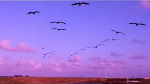 قرآن كريم بصوت خاشع.مزمار من مزامير داوود