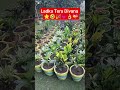How do you like the garden and mustard oil machine#uttarakhand vlogs